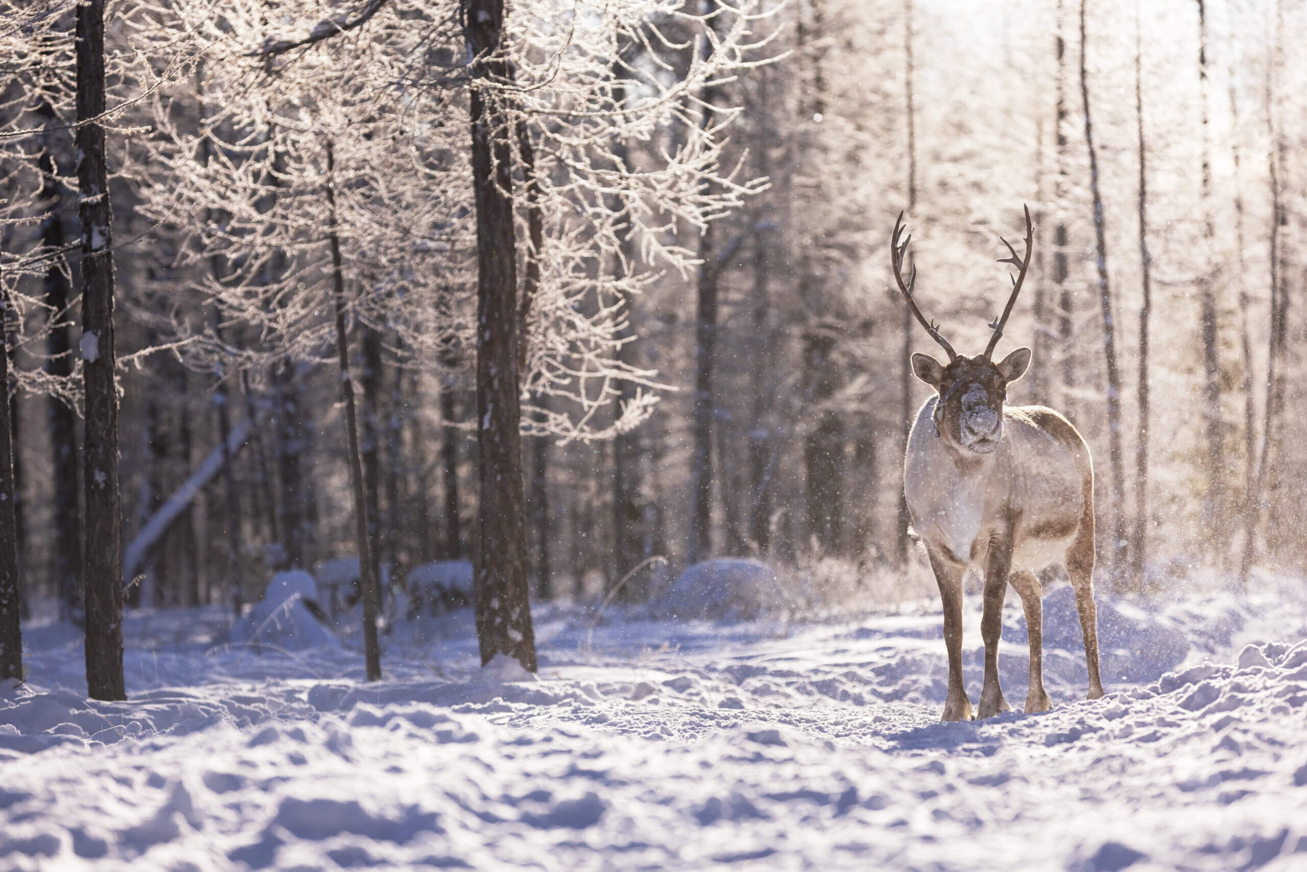Reindeer in the snow yawanawa banner